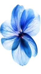 A beautiful blue flower with translucent petals in a light background