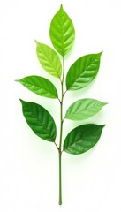 Obraz premium Single branch with leaves isolated on white, showcasing shape and texture, green, leaf
