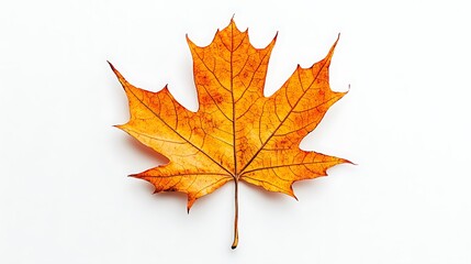 Fototapeta premium A single vibrant dry maple leaf with crisp edges and detailed veins, rich autumn hues, ultra-detailed, isolated on solid white background.