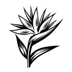 Bird of Paradise Flower Silhouette. Black & White Tropical Floral Design, Isolated