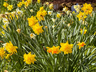Fototapeta premium Pretty scenic view of daffodils in flower