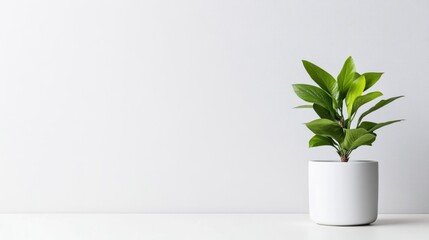 A green potted plant sitting on a white shelf against a minimalist light gray wall, and showcasing simplicity and modern interior design.
