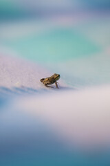 tiny frog on soft pastel gradient surface.