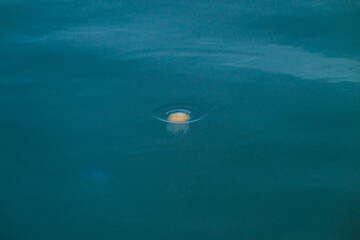 isolated jellyfish drifting in open water.