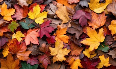 Obraz premium A vibrant array of colorful maple leaves creates a stunning autumnal carpet of fall foliage.