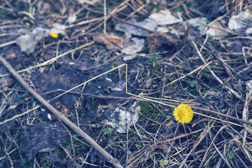 April coltsfoot of Toten, Norway.