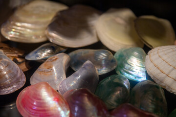 Collection of Seashells