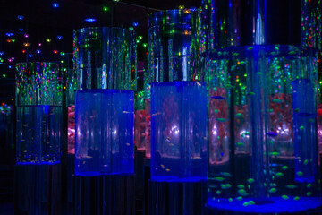 Fototapeta premium Displays of neon fish
