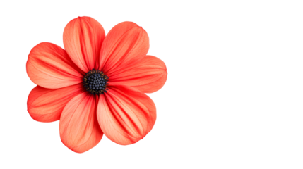 Single orange daisy flower, vibrant floral bloom, cut out transparent