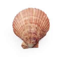 Pink scallop seashell isolated on white, top view