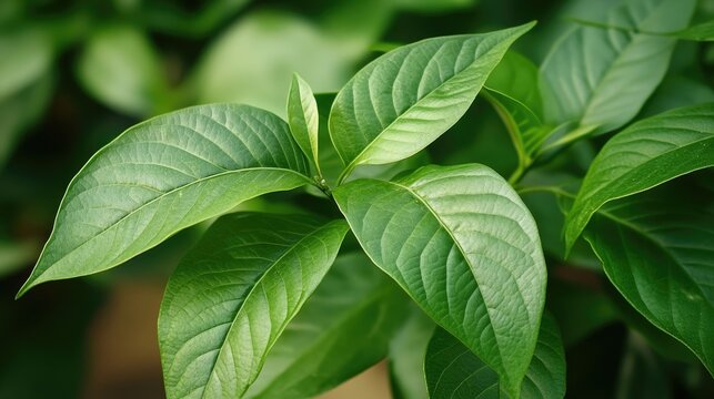A detailed shot of patha leaves showcasing their texture and vibrant green color