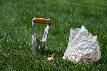 Spring planting in the garden, bag of daffodil bulbs with metal and wood bulb planter set out on a...
