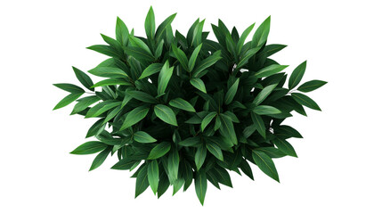 Overhead shot of lush green plant with pointed leaves, cut out transparent