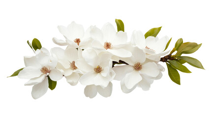 Fototapeta premium White magnolia flowers, blossom beauty, spring floral elegance ,cut out transparent