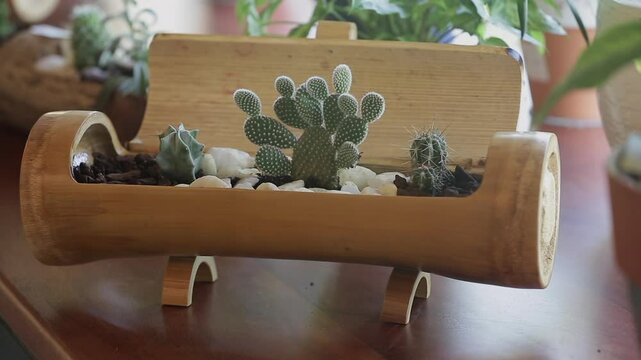 SMAL CACTUS ON BAMBU VASE