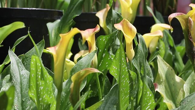 ZANTEDESCHIA REHMANNI PLANT
