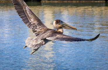 Brown Pelicans fishing at Vilano Pier in St Augustine Florida. Brown pelicans dive into the water to fish and are the smallest pelican species.