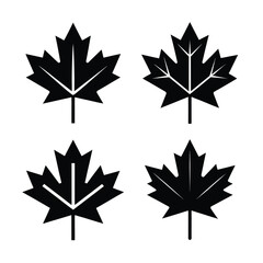 Fototapeta premium maple leaves isolated on white