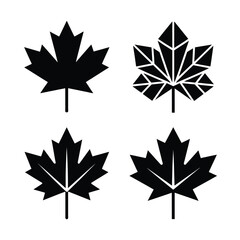 Fototapeta premium maple leaves isolated on white