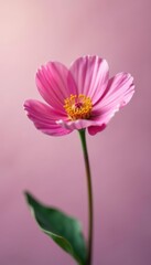 Fototapeta premium Single flower on a plain background with soft focus, focus, isolated, bloom