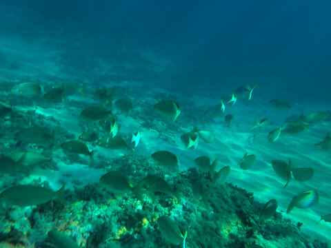 School of sarpa salpa in the mediterranean sea, Salema porgy fish (Sarpa salpa). Sarpa salpa, known commonly as the dreamfish, salema, salema porgy, cow bream or goldline, shoal of fish in undersea.