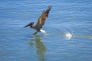 Brown Pelicans fishing at Vilano Pier in St Augustine Florida. Brown pelicans dive into the water to fish and are the smallest pelican species.