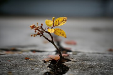A resilient seedling emerges from a crack in concrete, its vibrant yellow leaves symbolizing hope and perseverance against a muted, urban background.