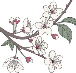 Fototapeta premium Cherry blossom background