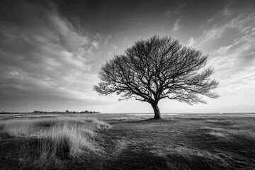 Fototapeta premium A solitary tree in a monochrome landscape stands resilient against a dramatic sky, embodying nature's strength and serene beauty in its simplicity.