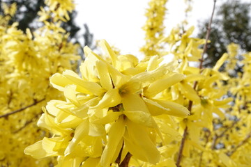 Forsycja koreańska - KUNSOM © tomo81