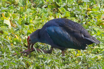 Grey-headed Swamphen (Porphyrio poliocephalus), in the marsh, Little Rann of Kutch, Gujarat, India.