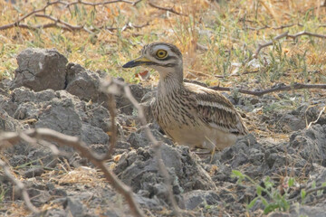 Indian Stone-curlew, (Thick-knee, Burhinus indicus) standing amongst the scrub in the Little Rann of Kutch, Gujarat, India.