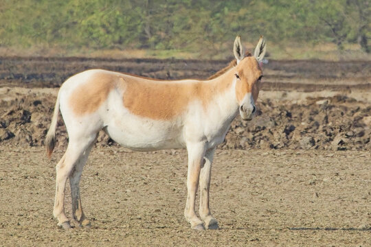 Indian Wild Ass (Equus hemionus khur)(or Indian Onager) standing on the saltpans of the Little Rann of Kutch, Gujarat, India.