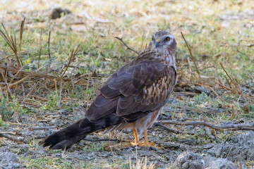 Montagu's Harrier (Circus pygargus) female or immature standing on the ground, Little Rann of Kutch, Gujarat, India