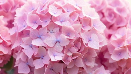 Fototapeta premium Pink hydrangea flowers blooming in a garden during spring season
