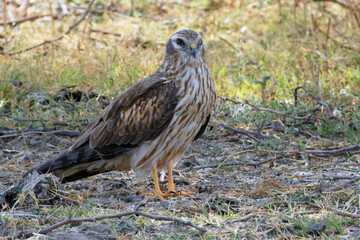 Montagu's Harrier (Circus pygargus) female or immature standing on the ground, Little Rann of Kutch, Gujarat, India