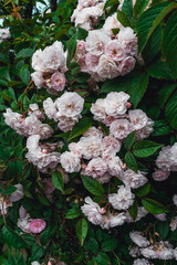 Luxurious background of many small pink bush roses. Lush thickets of roses in the garden.