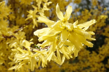 Forsycja koreańska - KUNSOM © tomo81