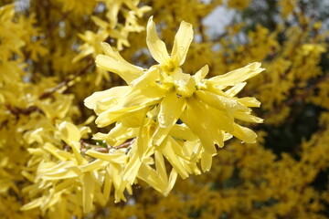 Forsycja koreańska - KUNSOM © tomo81