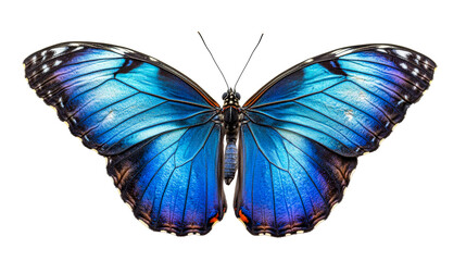 Obraz premium Iridescent Morpho butterfly with intricate wing patterns, cut out transparent