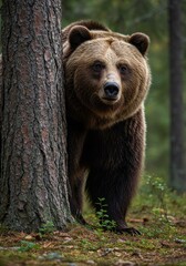 Fototapeta premium brown bear cub