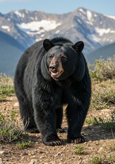 Fototapeta premium brown bear in the woods