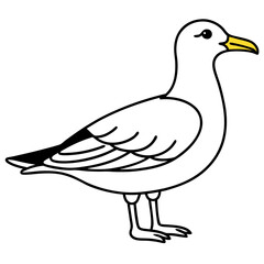 duck isolated on white