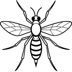 black and white spider