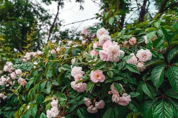 Luxurious background of many small pink bush roses. Lush thickets of roses in the garden.
