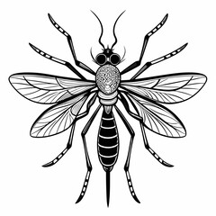 black and white spider