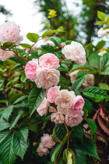 Luxurious background of many small pink bush roses. Lush thickets of roses in the garden.