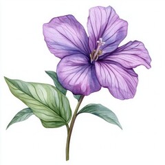 Delicate purple flower illustration with green leaves on a white background, showcasing botanical watercolor art with fine details and elegant natural beauty.