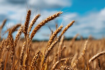 Obraz premium Golden wheat ears swaying in sunny field under blue sky