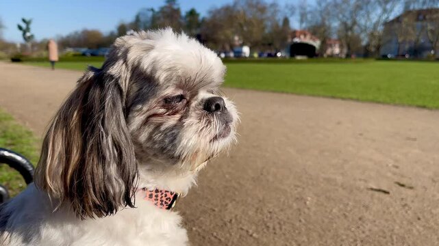 Shih Tzu dog sitting in a park on a sunny day